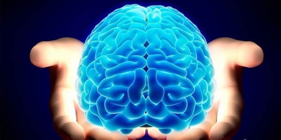 Хүний баруун тархи нь зүүн тархинаасаа 4.5 мм урт 