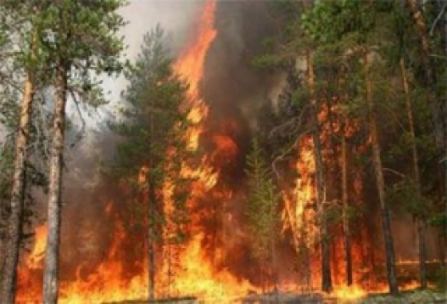 Томск, Эрхүү, мужуудад ойн түймэр дүрэлзсээр байна