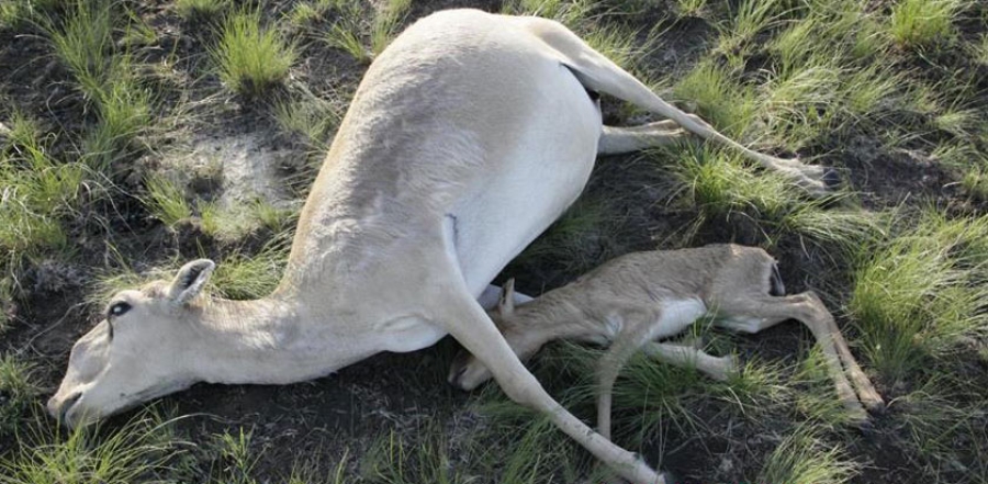 Мялзан өвчний улмаас бөхөн гөрөөс олноор үхжээ