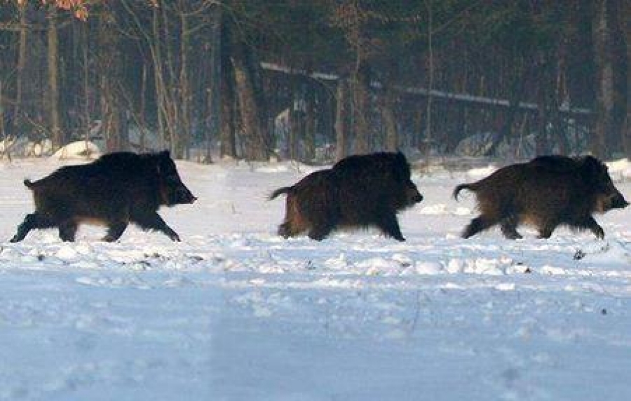 Зэрлэг гахайн мялзан өвчин гарчээ