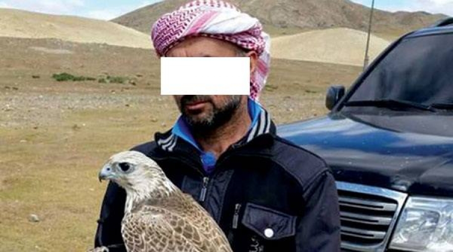 Араб улсын иргэд зөвшөөрөлгүй шонхор шувуу барьжээ