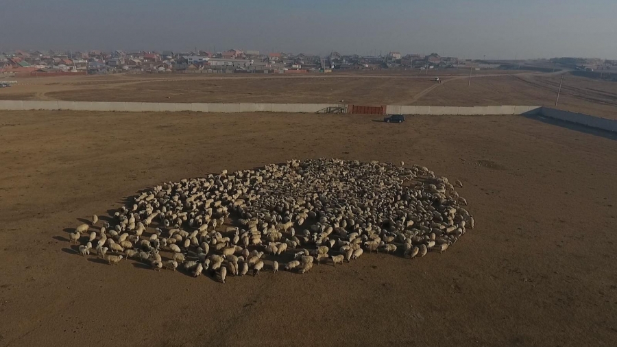 Лаос улсад хүмүүнлэгийн тусламжаар 1000 хонь бэлэглэлээ