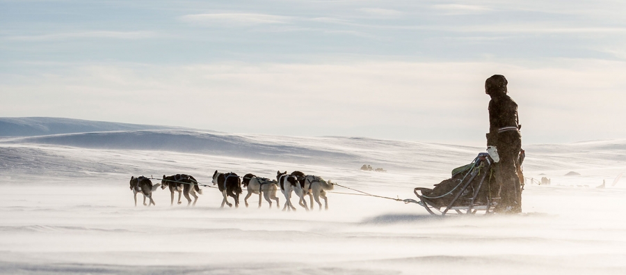 Монгол залуус нохойтой чарганы аялалд өрсөлдөж байна