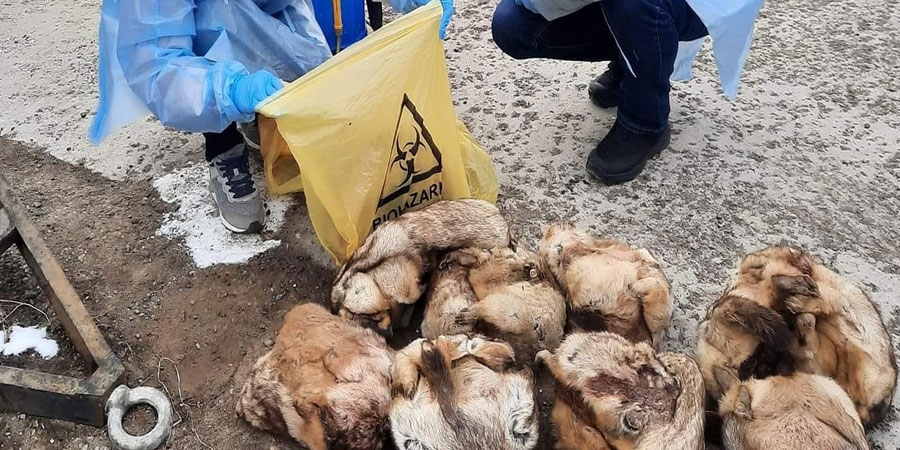 Товчоогоор 32 тарвага, 2 хар үнэг, 41м3 мод тээвэрлэн нэвтрүүлэхийг завджээ