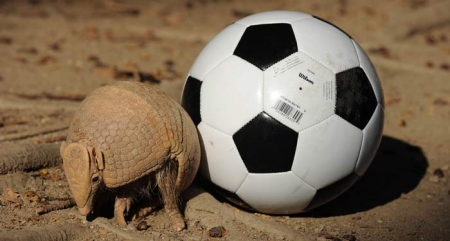 FIFA World Cup 2014-ын бэлэгдэл амьтан хуягт зараа Фулеко