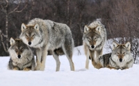 Угалз, чоно, зэрлэг гахай зэрэг амьтдыг тусгай зориулалтаар агнахыг зөвшөөрлөө