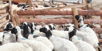 Эмээлт захад хонь 110-250 мянган төгрөгийн үнэтэй байна
